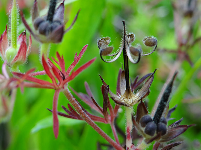 Schizocarpe de Géraniacée